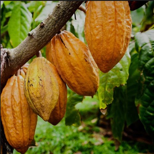 cacao absolute 1