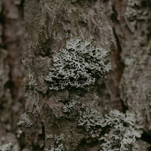 oak moss absolute 1