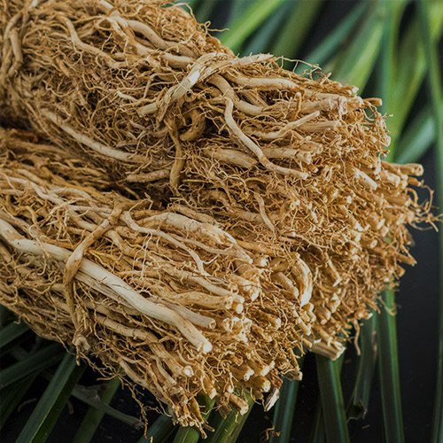 vetiver 1